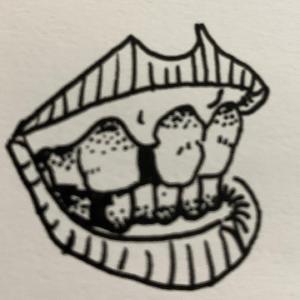 teeth